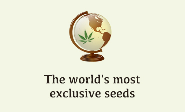 Comprar semillas de marihuana